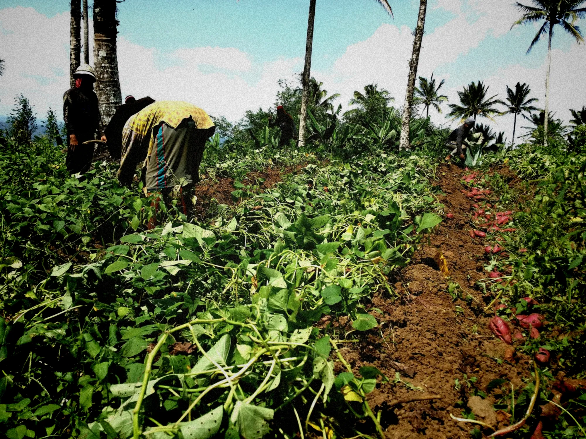 Des champs verdoyants de bananes et d'ignames s'étendent sous le soleil tropical martiniquais
