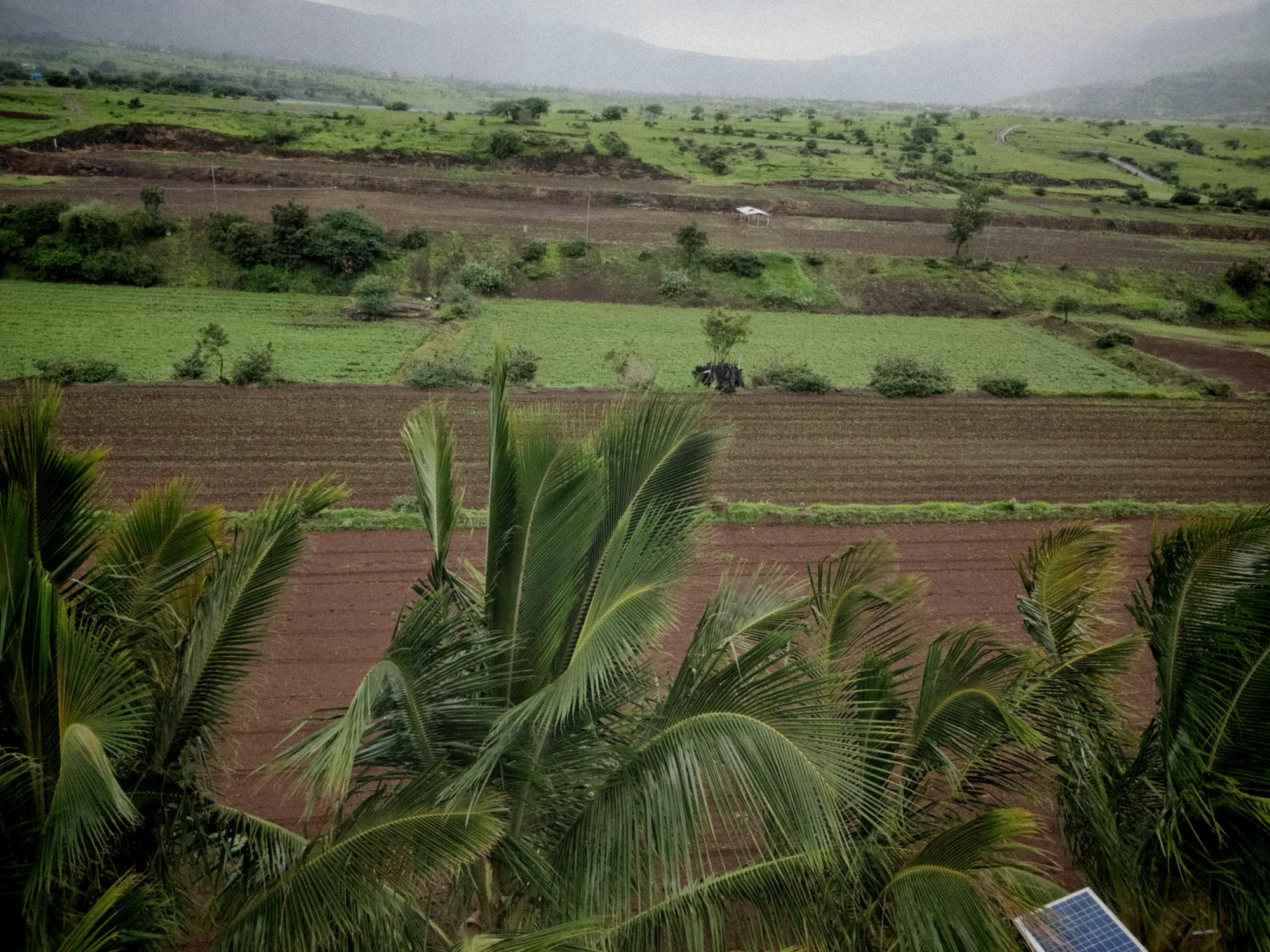 Des champs verdoyants de bananes et d'ignames s'étendent sous le soleil tropical martiniquais