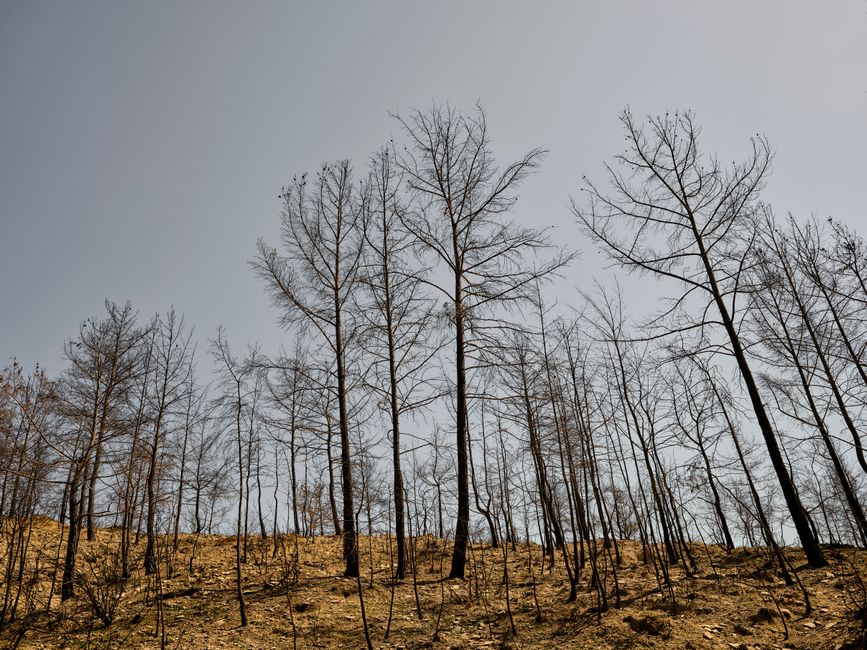 A landscape of bare, burnt trees standing lifeless after a wildfire, depicting nature's resilience.