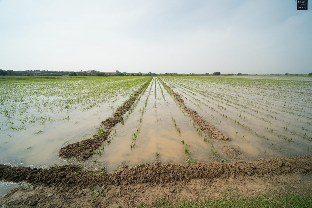 Les cultures de Bourail noyées sous les pluies : 30 à 40 % de pertes sur les squashs Les cultures de Bourail noyées sous les pluies : 30 à 40 % de pertes sur les squashs