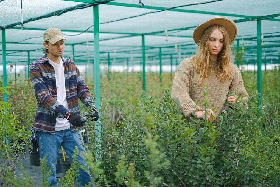 Male farmer standing with trolley while woman checking foliage of seedlings in lush greenhouse