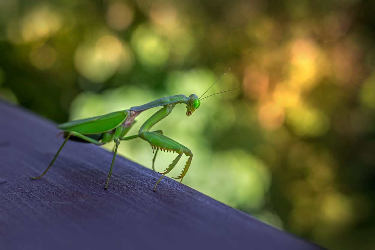 Cet été caniculaire a multiplié les mantes religieuses en Bourgogne : l'OFAB lance un appel aux habitants Cet été caniculaire a multiplié les mantes religieuses en Bourgogne : l'OFAB lance un appel aux habitants