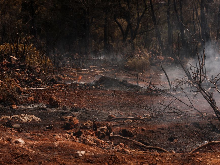 A devastated forest area with charred trees and smoky ground after a wildfire.