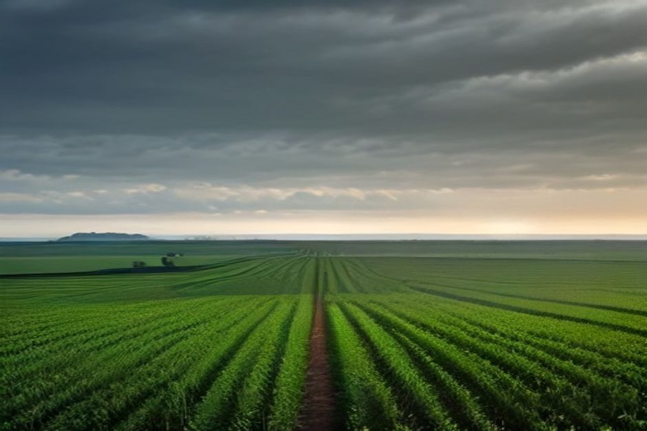 Légumes d'industrie dans les Hauts-de-France : entre 15 et 60 % de baisse d'ici 2040 Champs de légumes de culture intensive s'étendant à l'horizon sous ciel gris