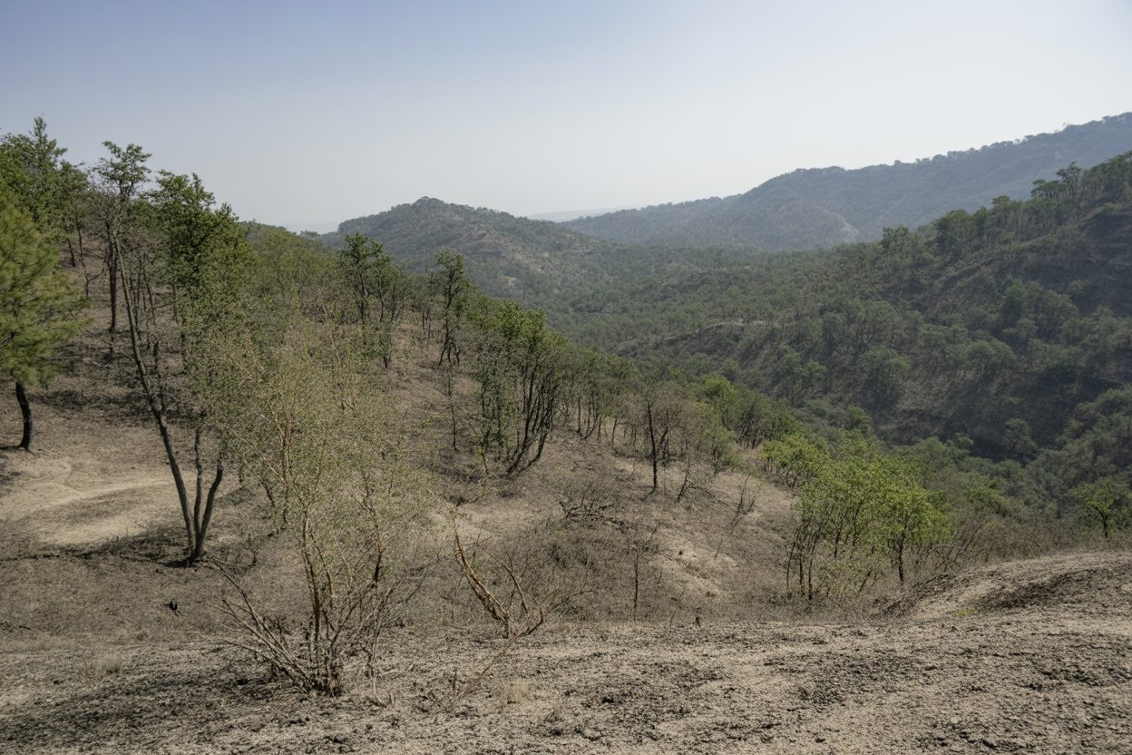 Morvan : la mulette perlière et l'écrevisse blanche menacées d'extinction par la sécheresse Paysage forestier desséché avec végétation flétrie et sol craquelé en région montagneuse