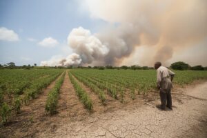 Plan canicule : 150 millions d'euros pour les agriculteurs, les contrôles suspendus, la moisson sous surveillance