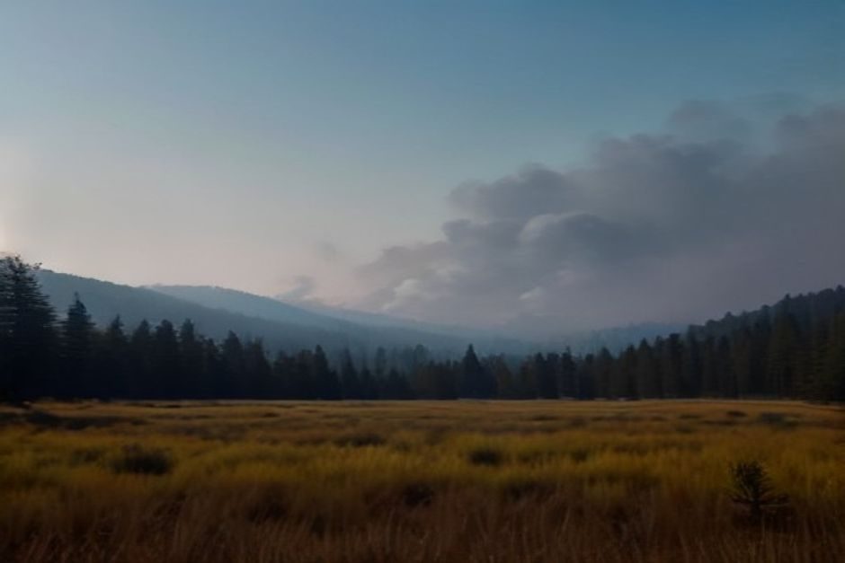 Vigilance feux de forêt levée dans le Rhône et la Drôme : les orages apportent le répit Paysage forestier avec fumée s'échappant des arbres sous un ciel voilé