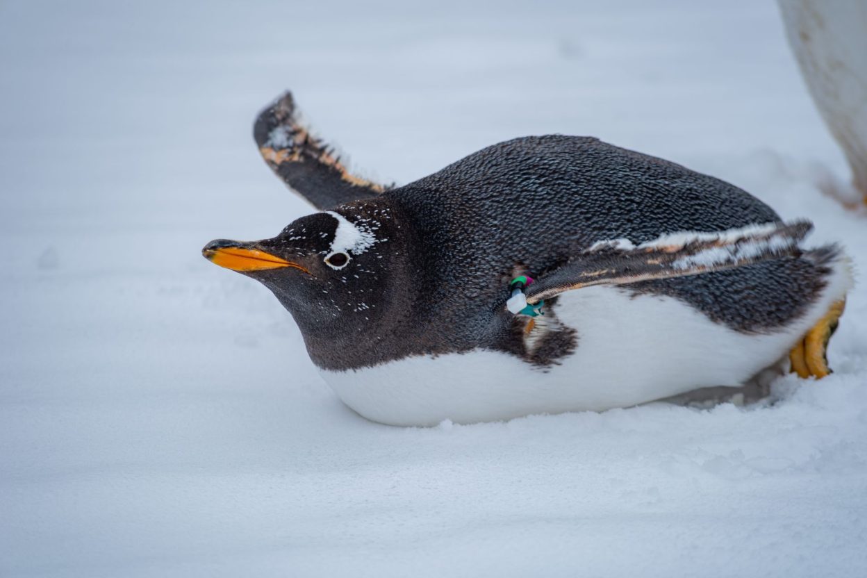 64 manchots et quatre espèces distinctes : le génome révèle un habitant méconnu des îles Kerguelen Le manchot des Kerguelen ressemble fortement aux autres manchots papous, mais son génome le distingue