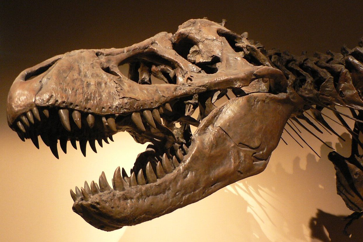 À 36,3 °C, le T. rex était aussi chaud qu’un éléphant : ses dents fossiles révèlent son métabolisme L’émail fossilisé du T. rex a conservé la trace chimique de sa température corporelle