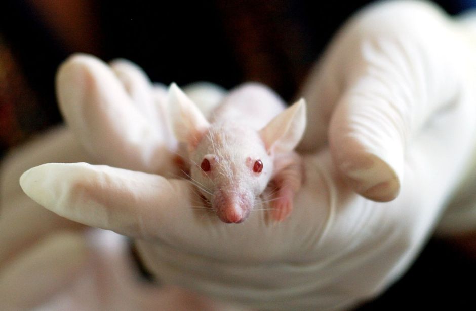Une souris blanche tenue dans une main gantée en laboratoire