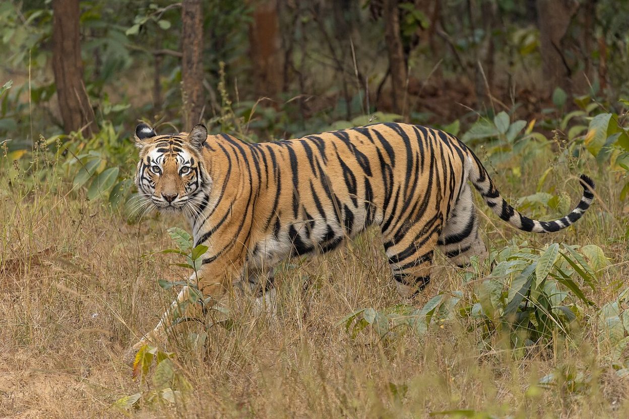 Un hélicoptère de combat Tigre, modèle toujours utilisé par l’armée de Terre française