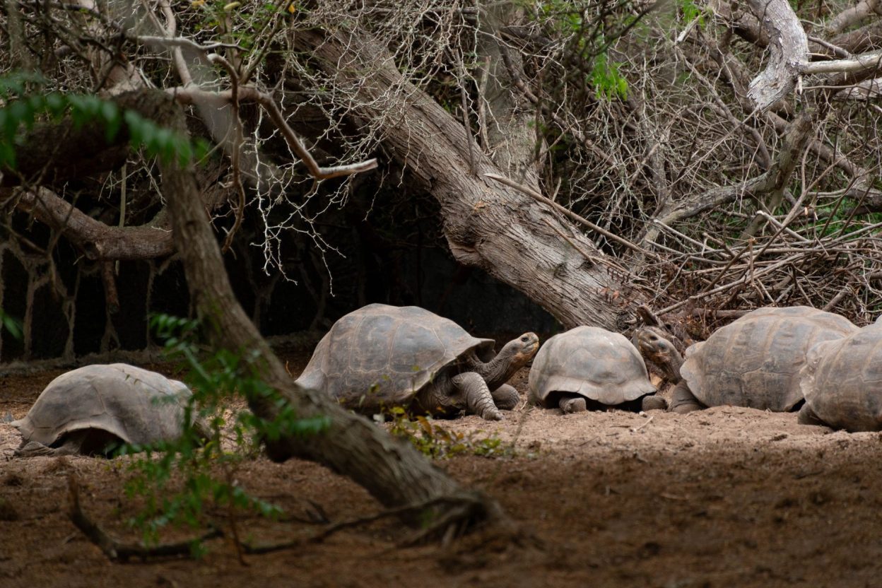 Aux Galápagos, ces tortues marines déjouent les attentes des scientifiques en restant près de leurs îles Une tortue marine nage près des récifs rocheux d'un littoral côtier