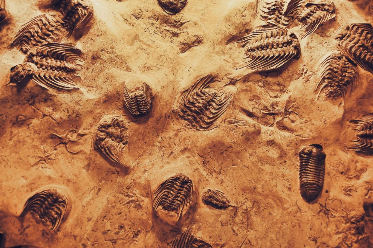 Des fossiles vieux de 1,7 milliard d’années éclairent le rôle de l’oxygène dans l’apparition de la vie complexe Des microfossiles australiens permettent de reconstituer l’environnement des premiers eucaryotes