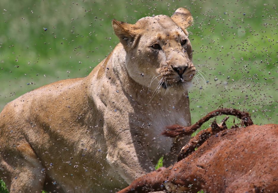 Lionne se nourrissant de sa proie dans la savane africaine