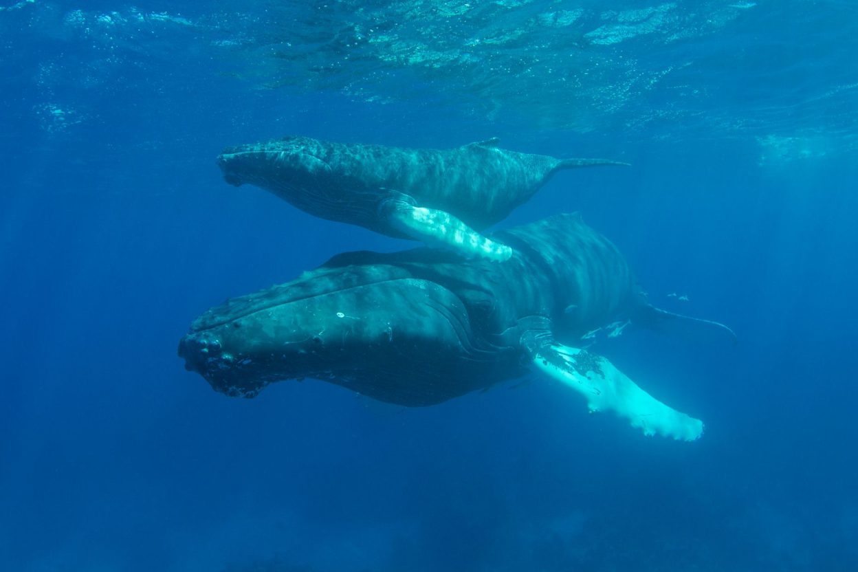 Durant des heures, cette baleine est restée auprès de son petit mort : un comportement rare qui intrigue Une baleine à bosse et son baleineau évoluant sous la surface