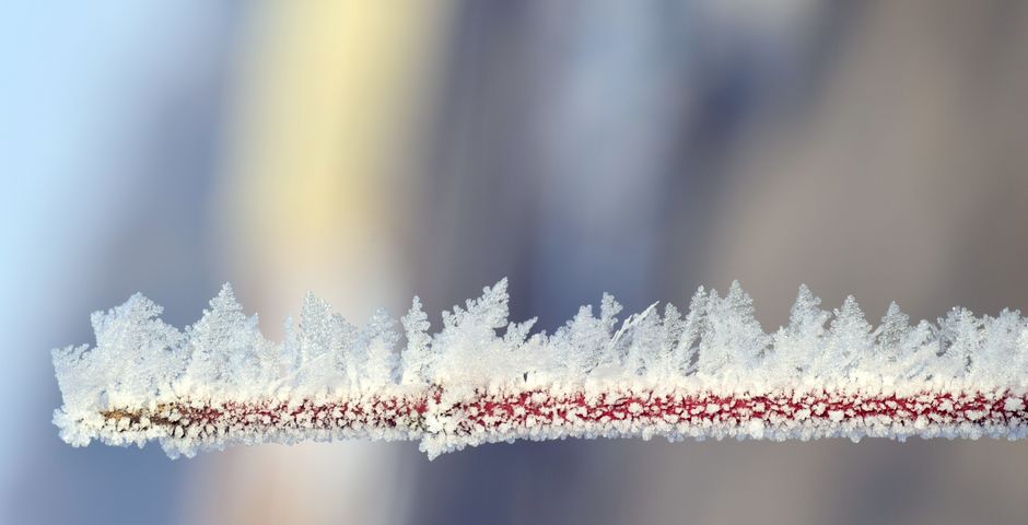 Cristaux de glace formés sur une branche en hiver.
