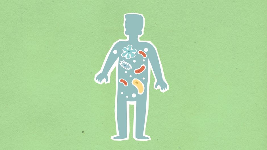 Illustration du microbiote intestinal humain avec bactéries