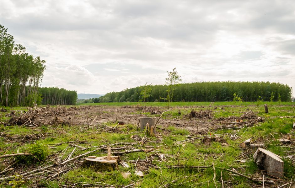 Zone de déforestation avec arbres abattus et champ ouvert sous ciel nuageux.
