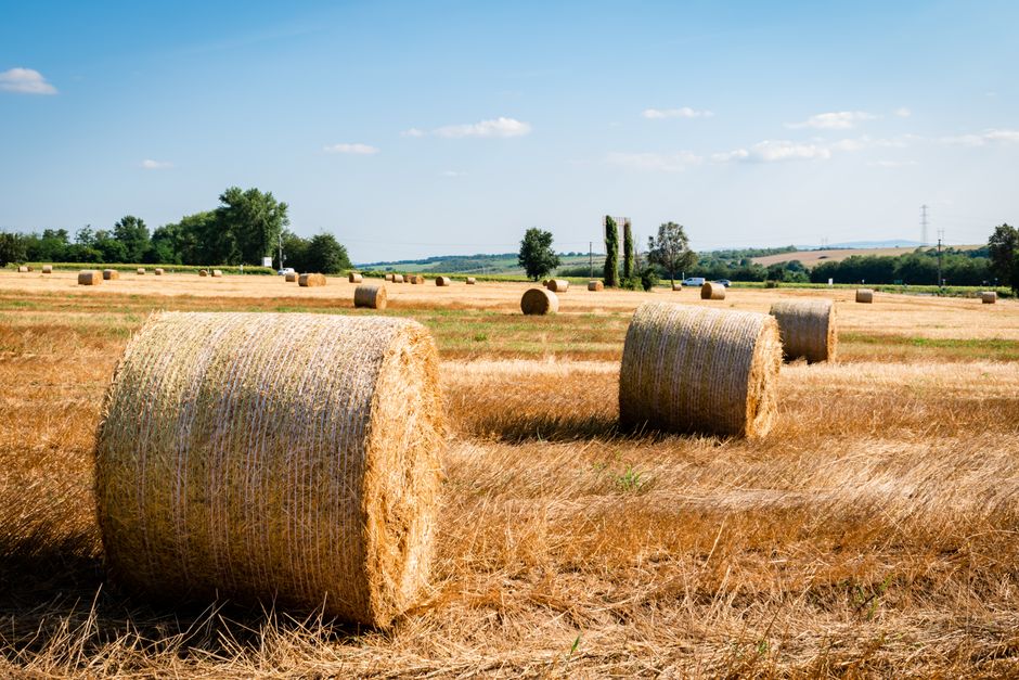 Champ rural avec balles de foin sous ciel dégagé
