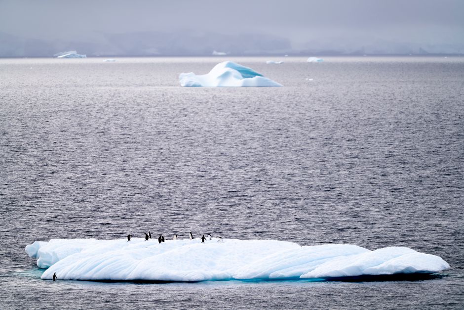 Des manchots sur un iceberg dans l'océan arctique