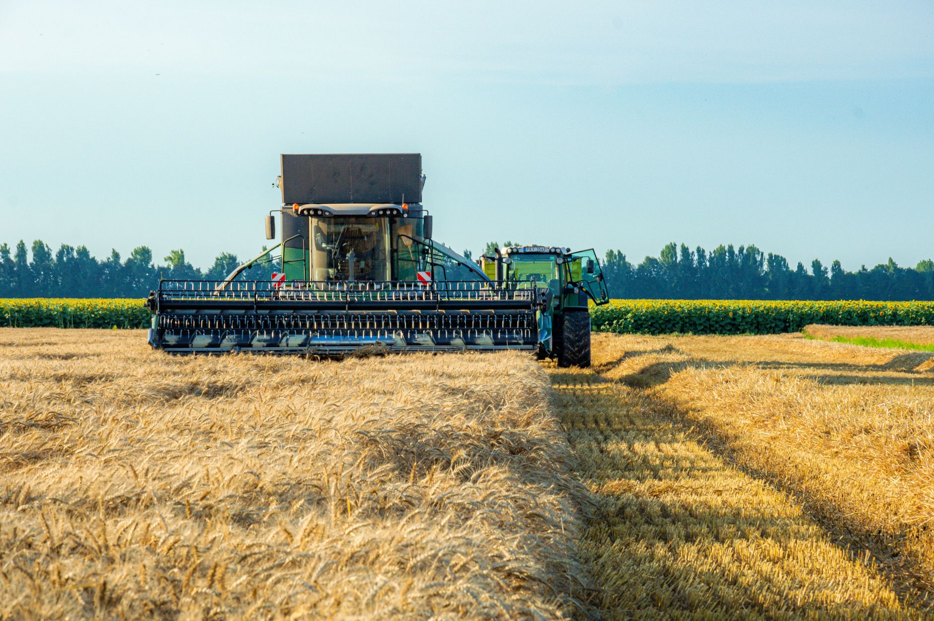 Champ de blé prêt pour la moisson