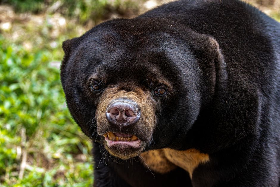Gros plan sur les griffes et la fourrure d'un animal carnivore