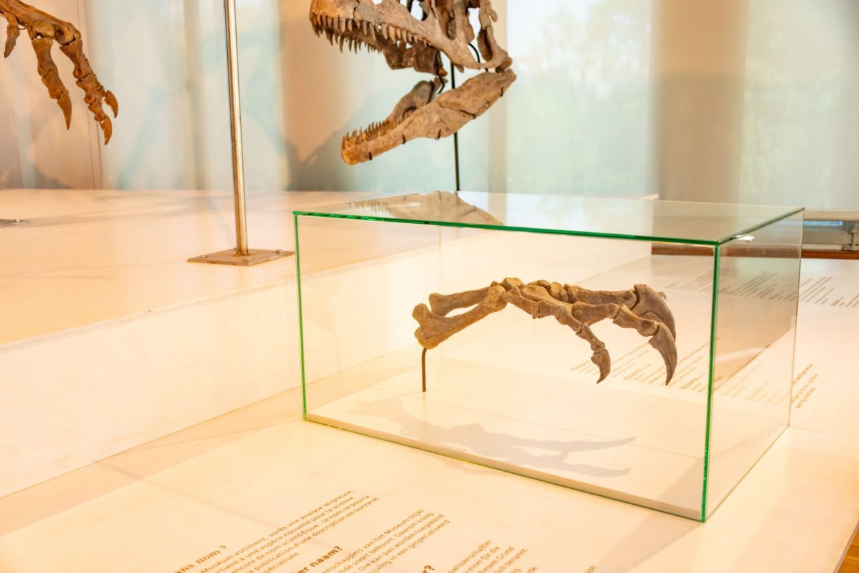 Un nouveau dinosaure à grandes griffes découvert en Chine éclaire l’évolution des thérizinosaures Reconstitution de Kayrasaurus changliensis, nouveau thérizinosaure décrit en Chine en 2026