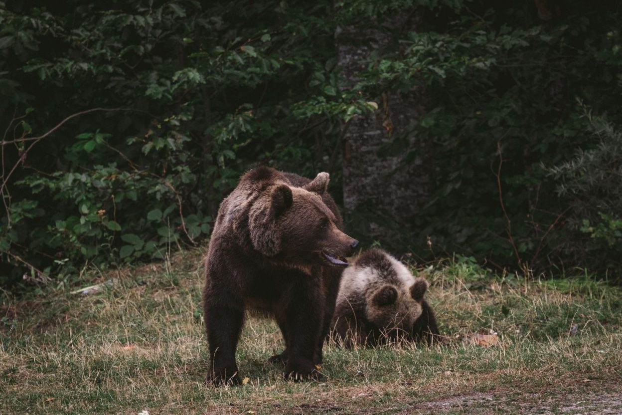 Un ourson retrouvé après plusieurs jours seul : la Fat Bear Week révèle les destins des ourses de Katmai L’ourse 132 et ses trois petits dans le parc national de Katmai