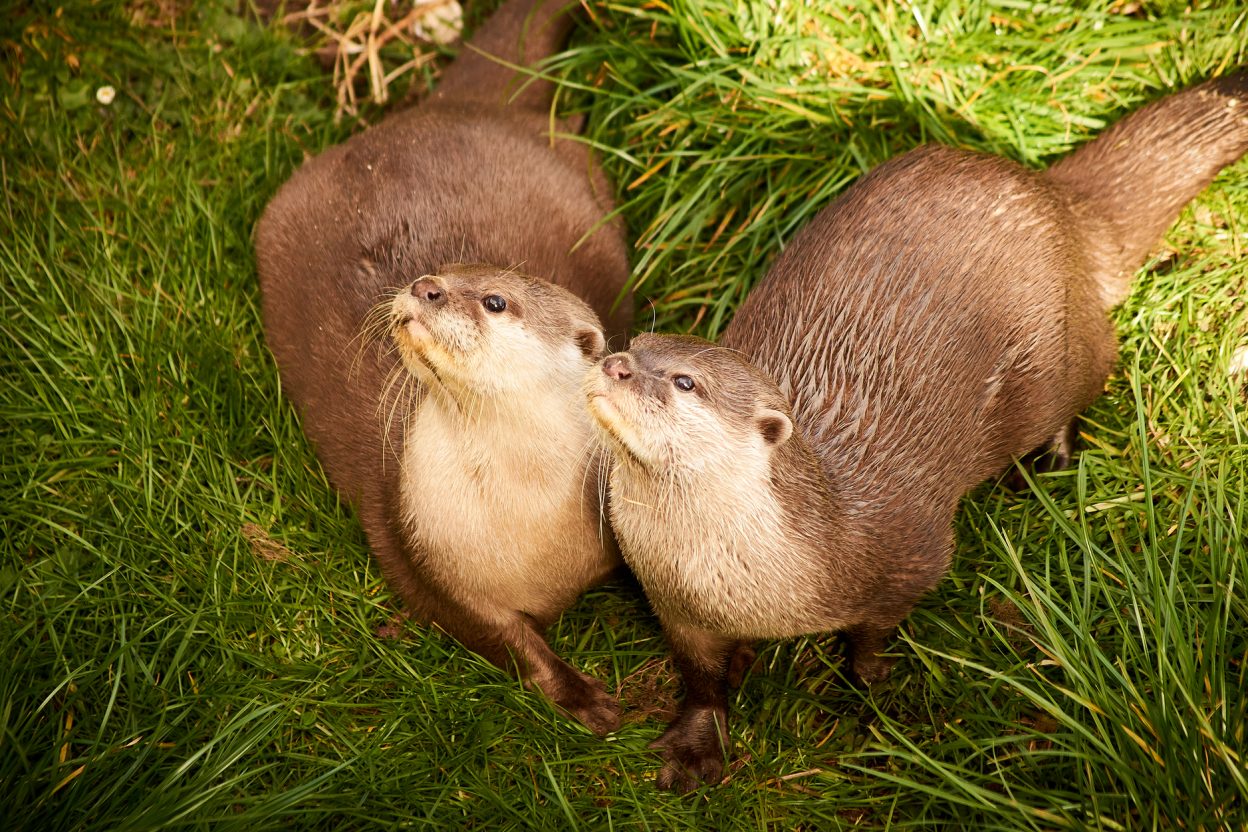Illustration du véhicule spatial Otter de Starfish Space, conçu pour l’inspection et le service de satellites en orbite