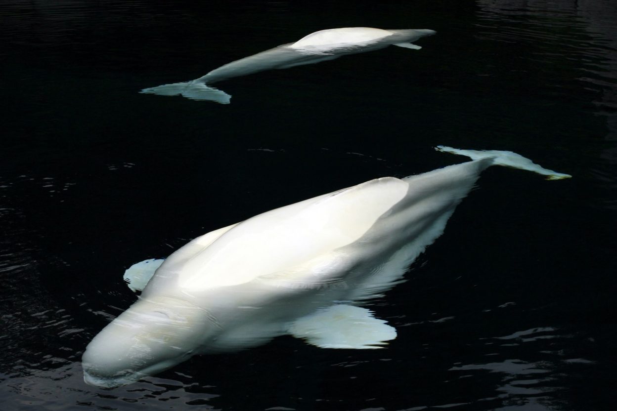 Une baleine béluga soignée avec des virus : ce traitement contre une pneumonie résistante intrigue les chercheurs Une béluga a reçu une phagothérapie adaptée à son infection bactérienne résistante aux antibiotiques