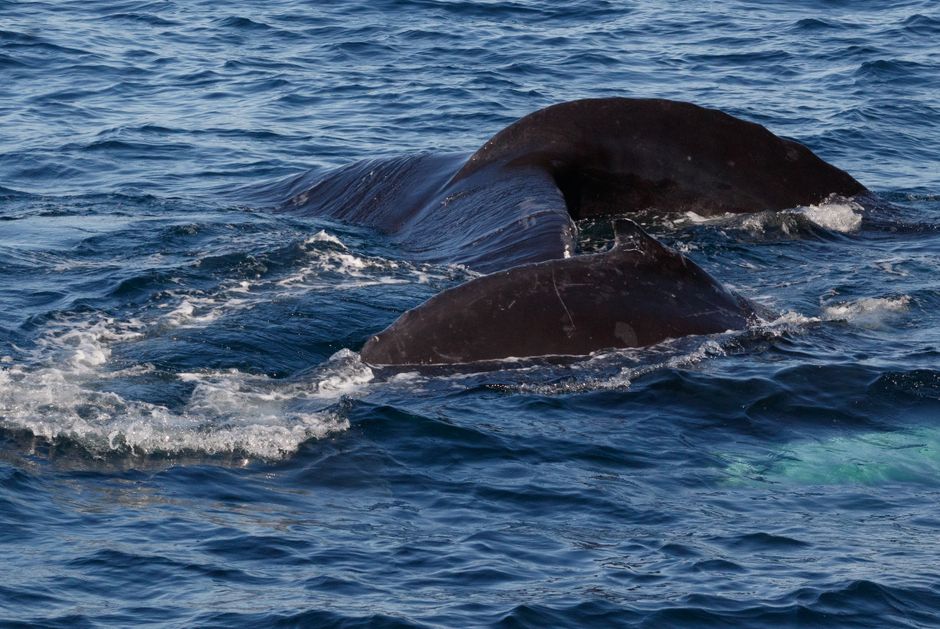 Une baleine à bosse plonge dans l'océan.