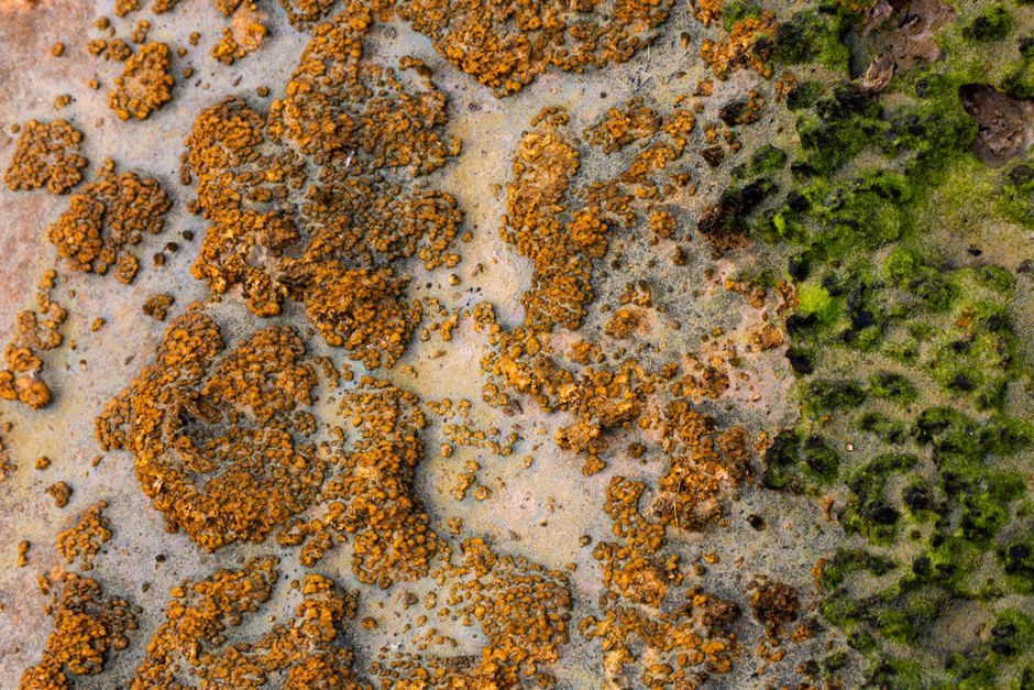 Vue rapprochée de microorganismes et lichens sur une surface rocheuse