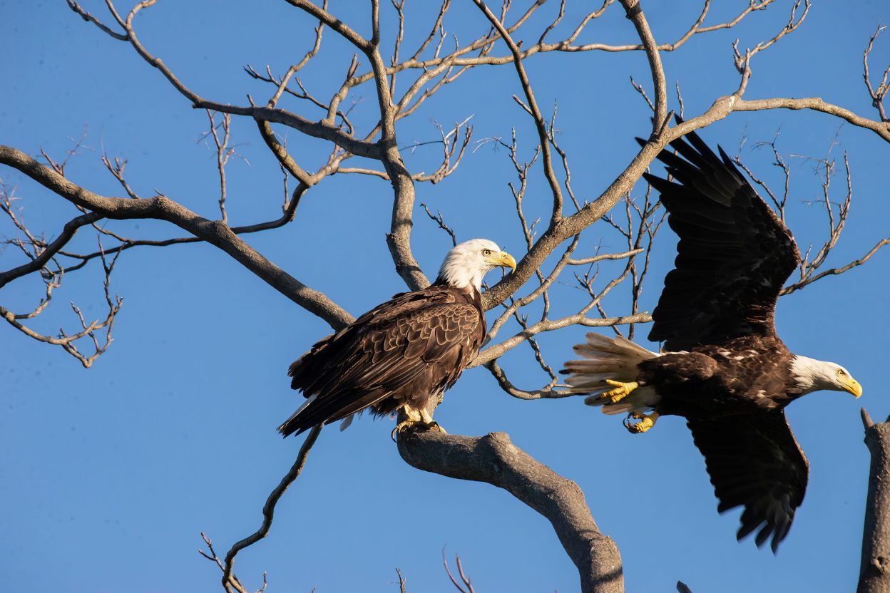 Mort de Jackie, l’aigle suivi par webcam : en France, filmer un nid sauvage reste soumis à des règles strictes L’observation des rapaces sauvages doit respecter leur tranquillité, particulièrement autour des sites de reproduction