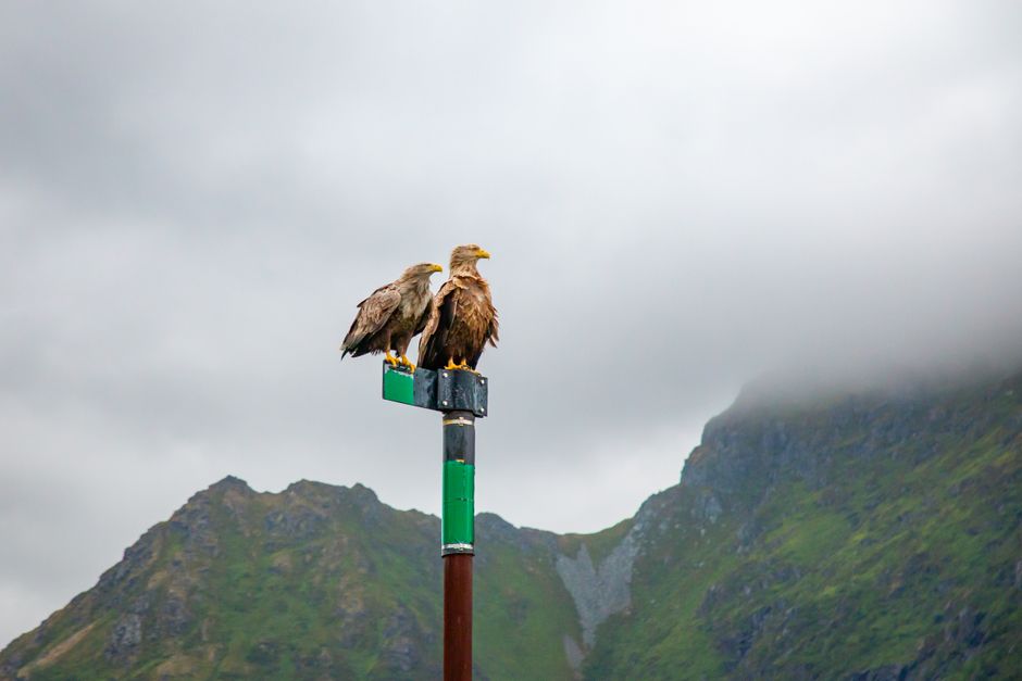 Deux pygargues à queue blanche perchés sur une branche rocheuse